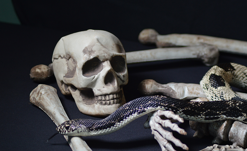 Snake next to skull - Skeloween at Bristol Zoo 